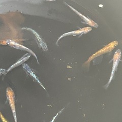 めだか（ミックス）の画像