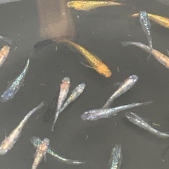めだか（ミックス）の画像