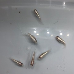 🧚エンゼルダルマめだかNo.3🐟稚魚　10匹の画像