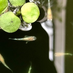🧚エンゼルダルマめだかNo.3🐟稚魚　10匹の画像