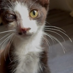 【急募】庭に住み着いてしまったハチワレ子猫