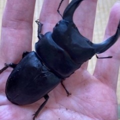 久留米オオクワガタ53mm交配済み♀の画像