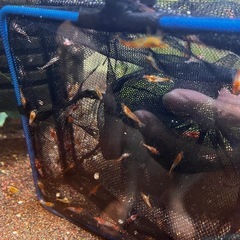100匹オレンジルリーとルリーシュリンプ(熱帯魚、メダカ水槽)の画像