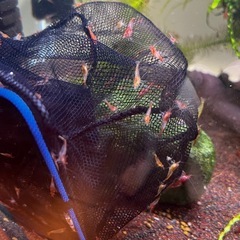 100匹オレンジルリーとルリーシュリンプ(熱帯魚、メダカ水槽)の画像