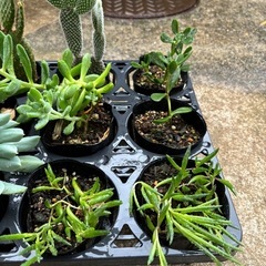 多肉植物 観葉植物の画像