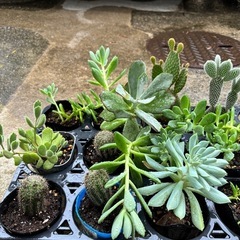 多肉植物 観葉植物の画像