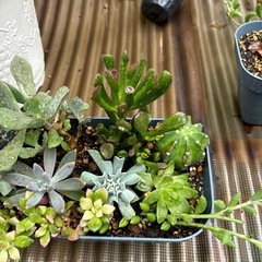 多肉植物寄せ植えの画像