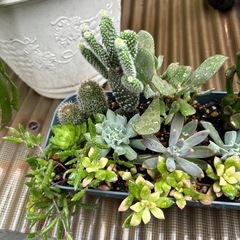 多肉植物寄せ植えの画像