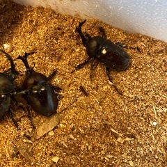 カブトムシ　　クワガタ 　の画像