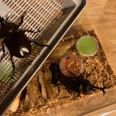 カブトムシ　　クワガタ 　の画像