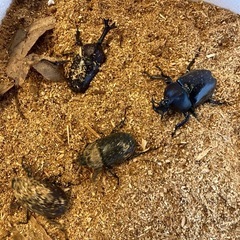 カブトムシ　　クワガタ 　の画像