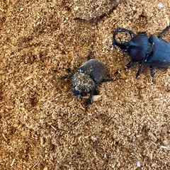 カブトムシ　　クワガタ 　の画像
