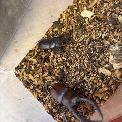 赤ノコギリクワガタの画像