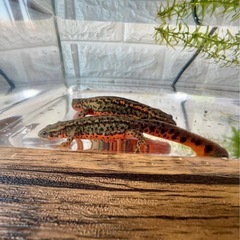 福江島　アカハライモリ　幼体3匹 + 補償1匹　❷の画像