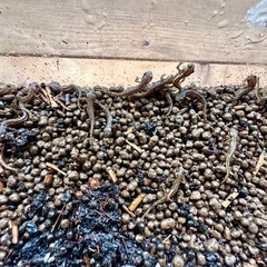 福江島　アカハライモリ　幼体3匹 + 補償1匹　❷の画像