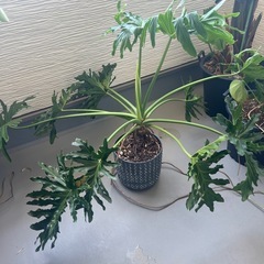 観葉植物