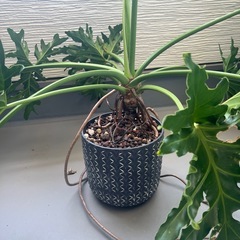 観葉植物の画像