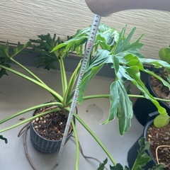 観葉植物の画像