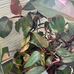観葉植物
の画像