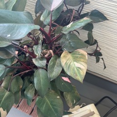 観葉植物
の画像