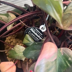 観葉植物
の画像