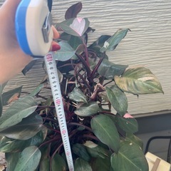 観葉植物
の画像