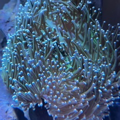 センジュイソギンチャク グリーンの画像