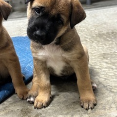 猟犬