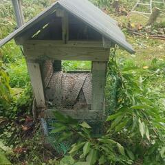 サクランボ　農園用　ハチの巣の画像