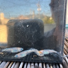 7月21日（月）メダカの画像