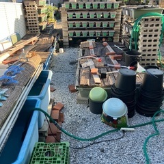 7月21日（月）メダカの画像