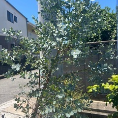 ユーカリの画像