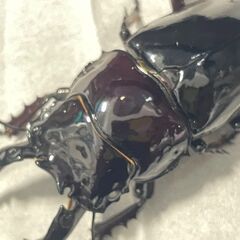 お問い合わせ多数！　カブト・クワガタ　生体販売の画像
