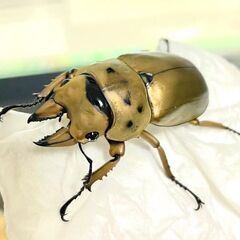 お問い合わせ多数！　カブト・クワガタ　生体販売の画像