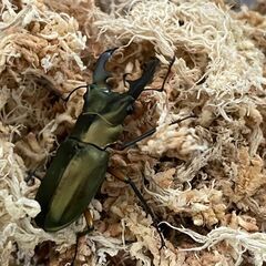 お問い合わせ多数！　カブト・クワガタ　生体販売の画像