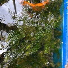 マツモあげます。　ビオトープ、水槽などにの画像
