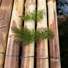 マツモあげます。　ビオトープ、水槽などにの画像