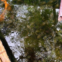 マツモあげます。　ビオトープ、水槽などにの画像