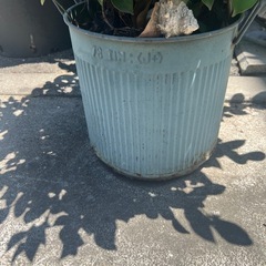 観葉植物の画像