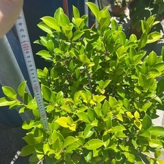 観葉植物の画像