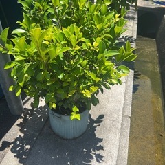 観葉植物の画像