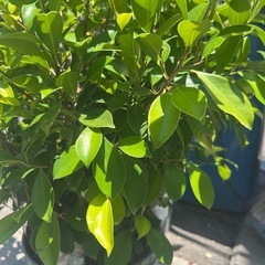 観葉植物の画像