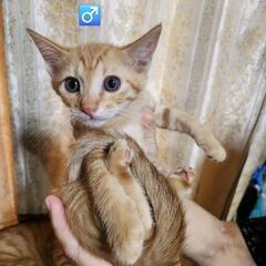 2ヶ月と3ヶ月の子猫5匹