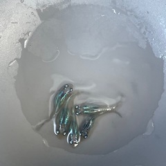 しずく　メダカ　５匹の画像