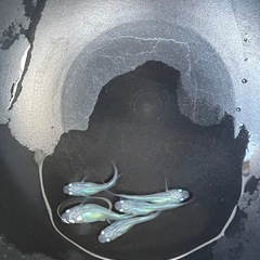 しずく　メダカ　５匹の画像