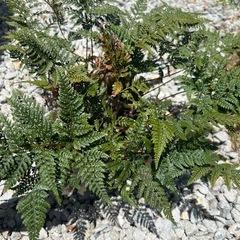 観葉植物の画像