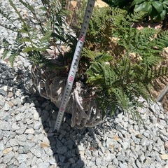 観葉植物の画像