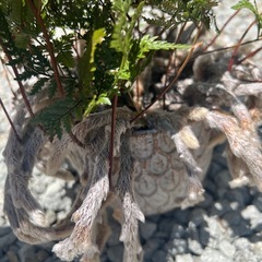 観葉植物の画像