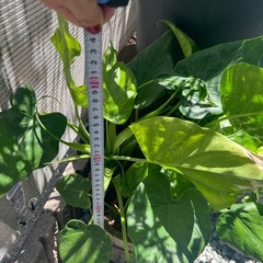 観葉植物の画像