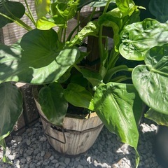 観葉植物の画像